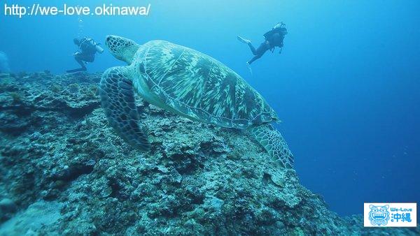 ウミガメ去る