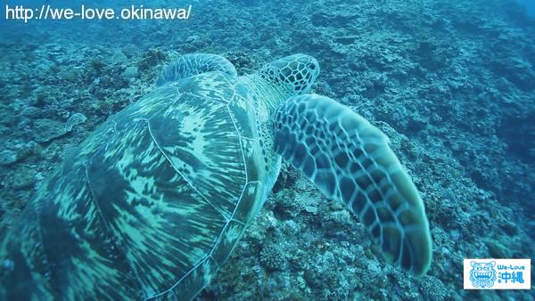 ウミガメ横