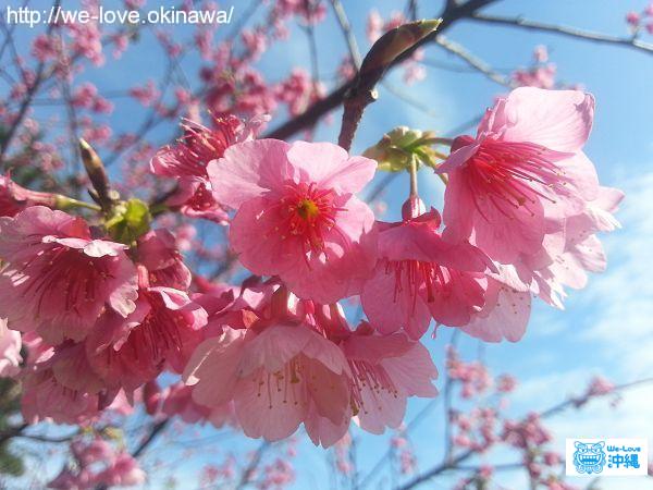 名護の桜