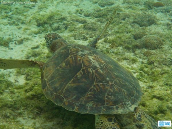 ウミガメ