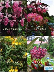 沖縄の花々