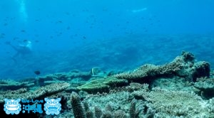 ウエンチのサンゴ礁