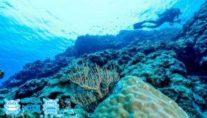 喜屋武岬灯台下のサンゴ礁
