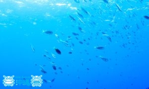喜屋武岬灯台下の魚たち