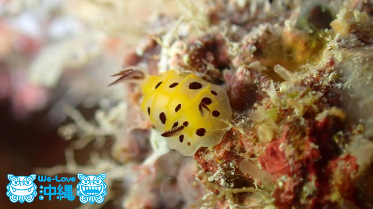 中の島チャネル生き物