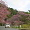 もとぶ八重岳桜まつり